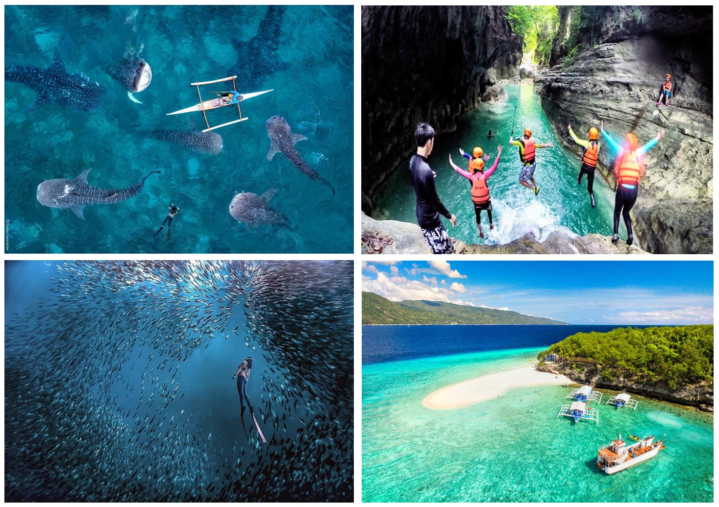 Oslob Whale Shark, Sumilon Island, Kawasan falls and moalboal tour package